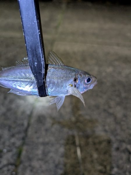 陸っぱり釣行記