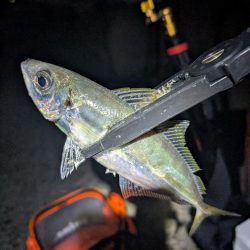 陸っぱり釣行記