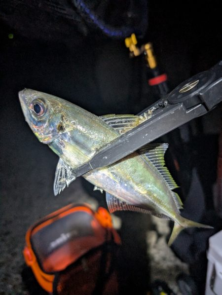 陸っぱり釣行記