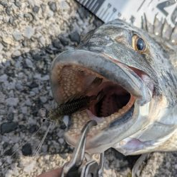 広島チニング今年初の年無しゲット!