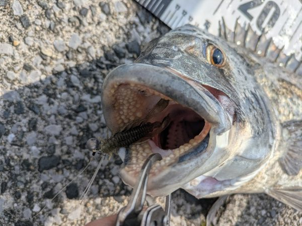 広島チニング今年初の年無しゲット!