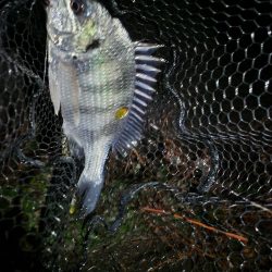 ナイトチニング