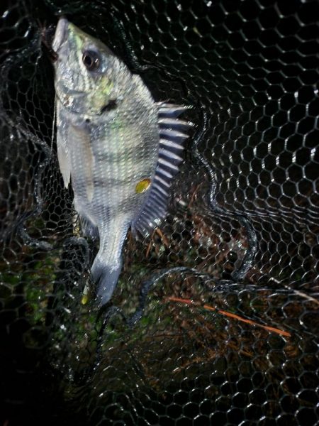 ナイトチニング