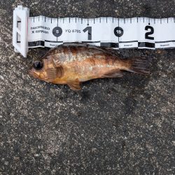 陸っぱり釣行記