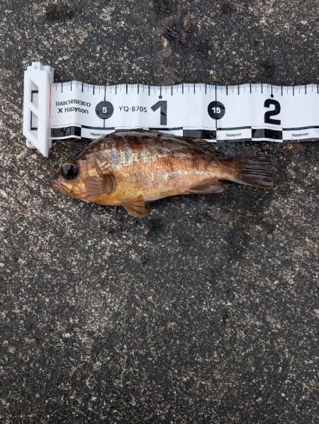 陸っぱり釣行記