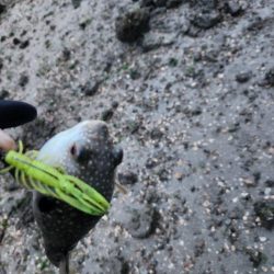 雨後爆風チニング