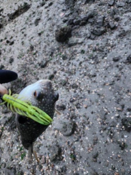 雨後爆風チニング