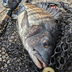 激渋→夕マヅメ大逆転広島チニング