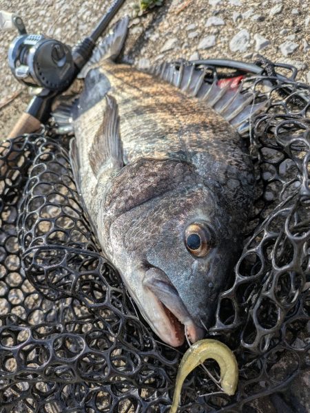 激渋→夕マヅメ大逆転広島チニング