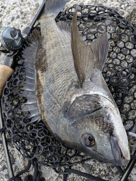 広島チニングワチャ会前夜祭釣行