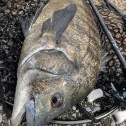 広島チニング花粉エグすぎ…