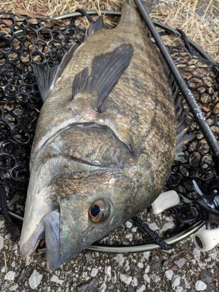 広島チニング花粉エグすぎ…