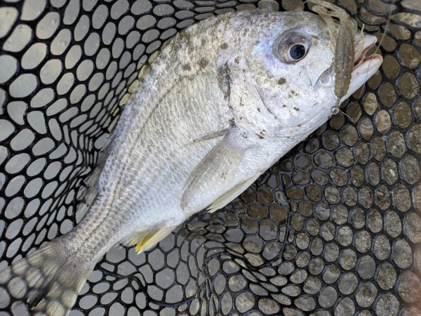 広島チニング雨パワー炸裂？