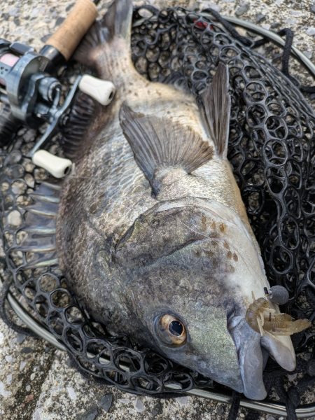 雪チラつく広島チニング