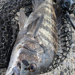 広島最強をチニングガイド