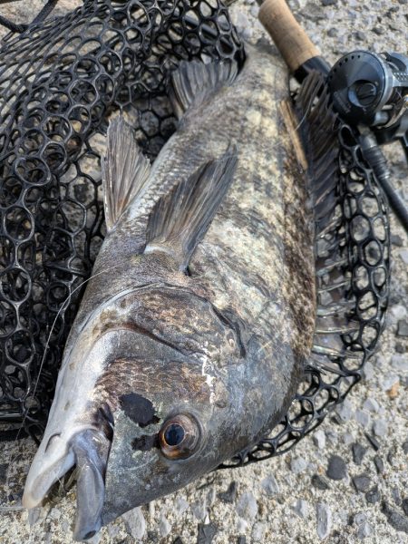 広島最強をチニングガイド