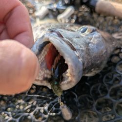 広島東部チニング