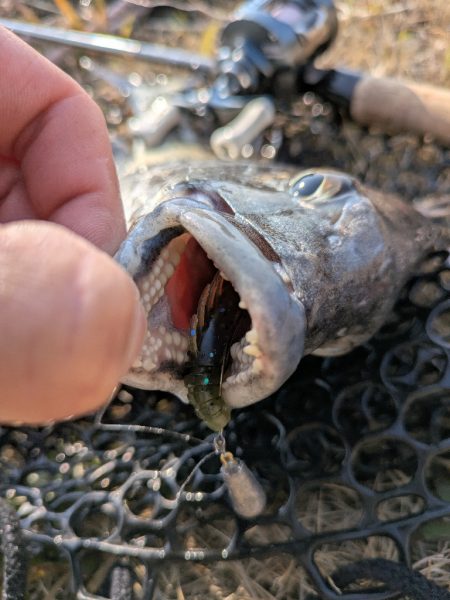 広島東部チニング
