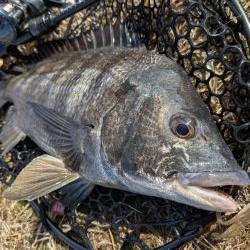 沼田川チニング