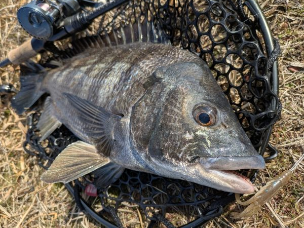 沼田川チニング
