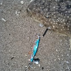 マゴチが釣れました。