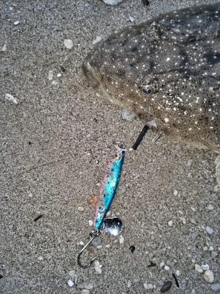 マゴチが釣れました。