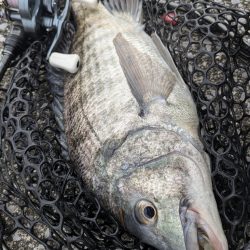 開幕直前？広島チニング