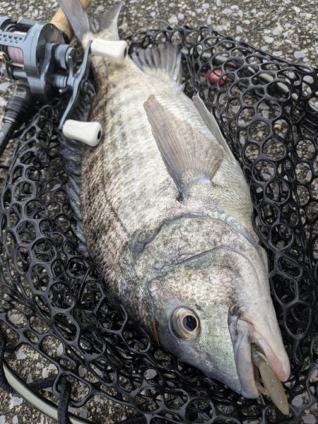 開幕直前？広島チニング