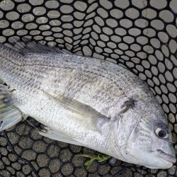 雨爆に期待チニング笑