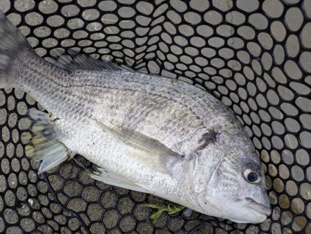 雨爆に期待チニング笑