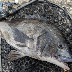 寝不足チニング