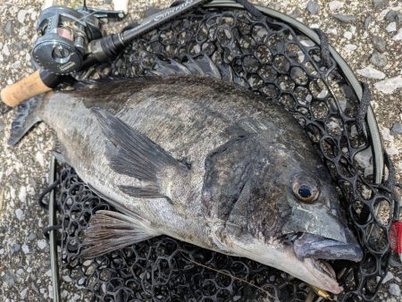 寝不足チニング