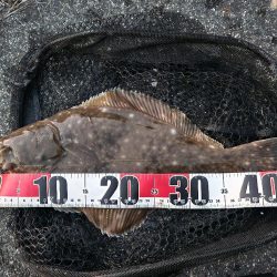 チニングでカレイとマゴチ！