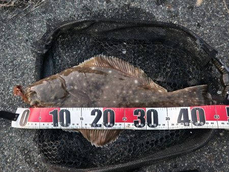 チニングでカレイとマゴチ！