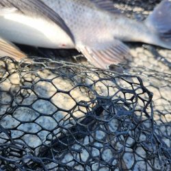 スキマチニング