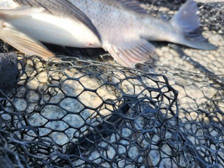 スキマチニング