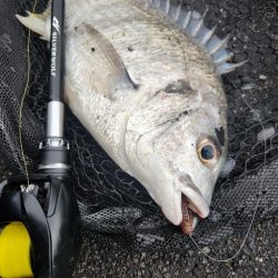 しごおわ短時間チニング