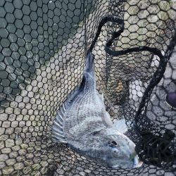 しごおわチニング