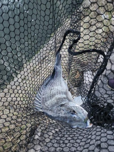 しごおわチニング