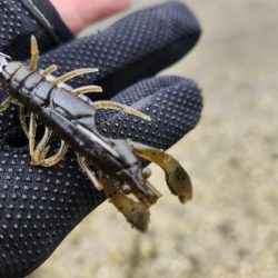 スキマチニング