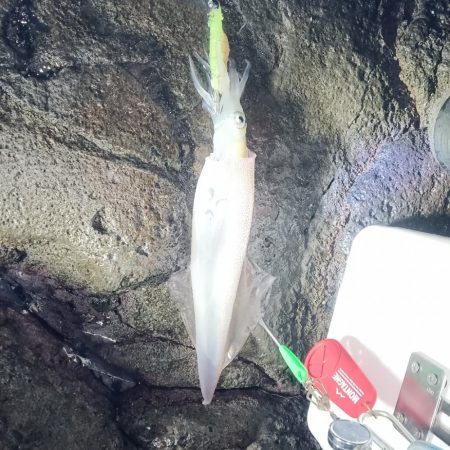 ヤリイカ釣り初心者、2回目で初釣果