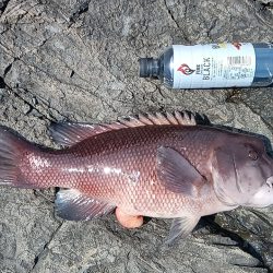 泡の筋が続いている日はやはり釣れない気がする。