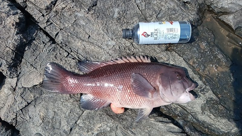 泡の筋が続いている日はやはり釣れない気がす…