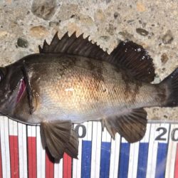 良型メバル連発！