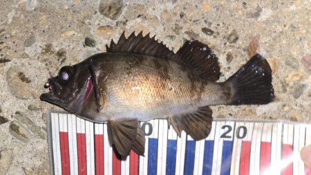 良型メバル連発！