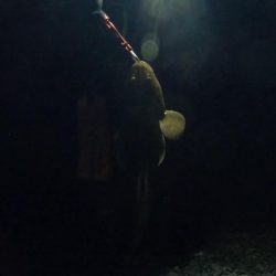 真冬らしかぬ想定外の大物