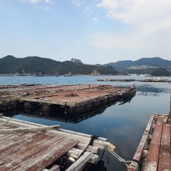 久しぶりの海上釣堀