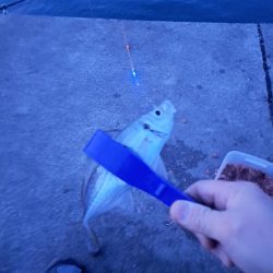 真夜中のアジ釣り