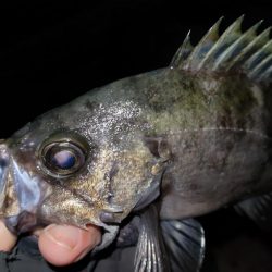 淡路島メバリング