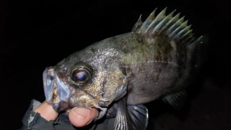 淡路島メバリング